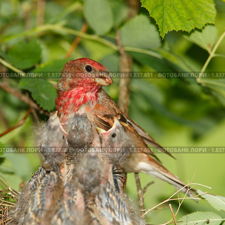 Чечевица обыкновенная, самец. Carpodacus erythrinus. Стоковое фото, фотограф Василий Вишневский / Фотобанк Лори