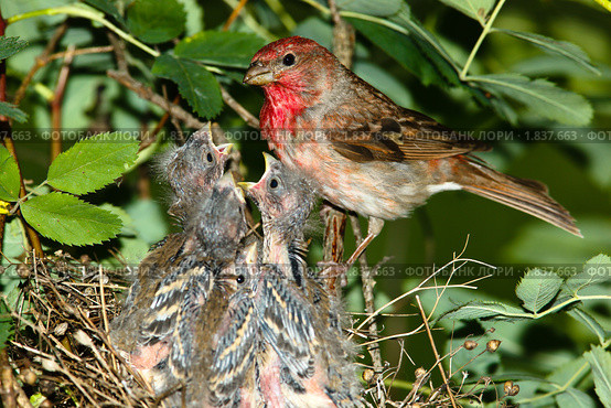 Чечевица обыкновенная, самец. Carpodacus erythrinus. Стоковое фото, фотограф Василий Вишневский / Фотобанк Лори