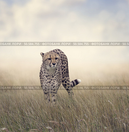 Cheetah Walking in The Grassland. Стоковое фото, агентство Ingram Publishing / Фотобанк Лори