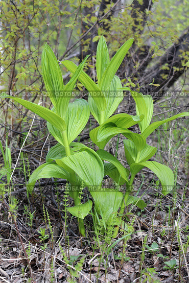 Чемерица Лобеля (Veratrum lobelianum). Растение в лесу в начале лета, Ямало-Ненецкий автономный округ. Стоковое фото, фотограф Григорий Писоцкий / Фотобанк Лори