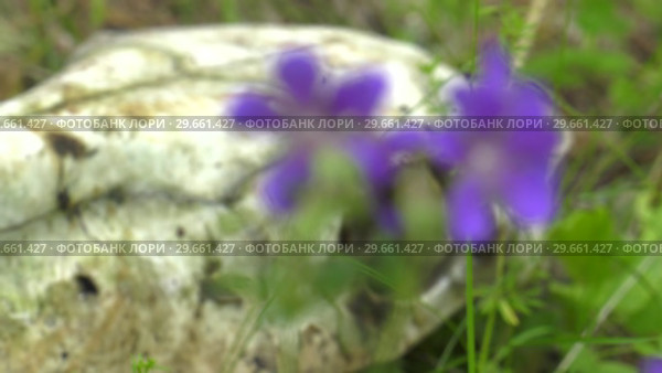 Череп лошади на траве. Skull of a horse on a grass. Стоковое видео, видеограф Евгений Романов / Фотобанк Лори