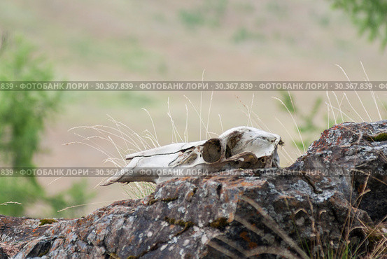 Череп оленя на скале. Deer skull on the rock. Стоковое фото, фотограф Евгений Романов / Фотобанк Лори