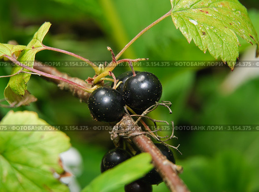 Черная смородина (Ribes nigru) Стоковое фото, фотограф Алёшина Оксана / Фотобанк Лори