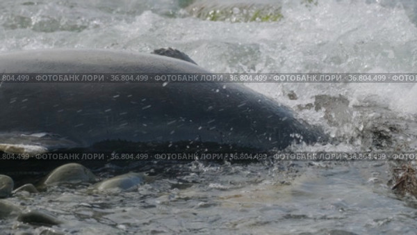 Чёрное море. Мёртвый дельфин у берега. The Black Sea. A dead dolphin near the shore. Стоковое видео, видеограф Евгений Романов / Фотобанк Лори