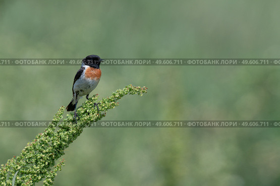 Черноголовый чекан Saxicola rubicola. Стоковое фото, фотограф Владимир Глинский / Фотобанк Лори