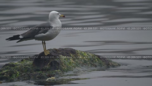 Чернохвостая чайка сидит  камне. Стоковое видео, видеограф Кузнецов Александр / Фотобанк Лори
