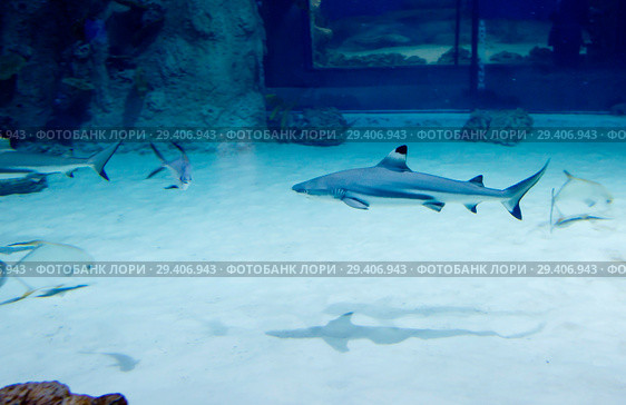 Черноперая рифовая акула. Blacktip reef shark . Стоковое фото, фотограф Галина Савина / Фотобанк Лори