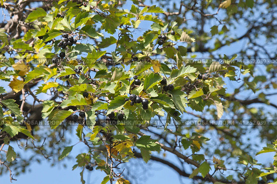 Черный боярышник (лат. Crataegus nigra) на фоне голубого неба осенним днем. Стоковое фото, фотограф Елена Коромыслова / Фотобанк Лори
