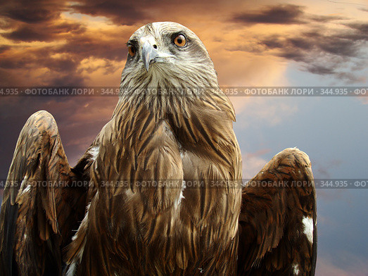 Чёрный коршун (milvus migrans ). Хищная птица. Стоковое фото, фотограф Карелин Д.А. / Фотобанк Лори