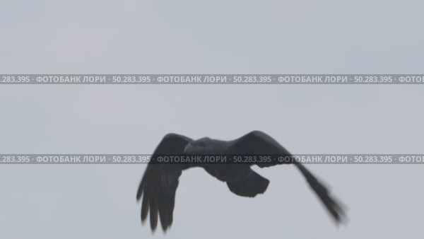 Чёрный ворон в полете. Corvus corax. Стоковое видео, видеограф Дмитрий Якубович / Фотобанк Лори
