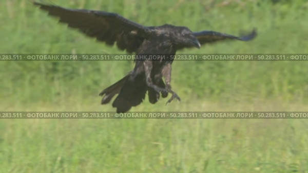 Чёрный ворон в полете. Corvus corax. Стоковое видео, видеограф Дмитрий Якубович / Фотобанк Лори