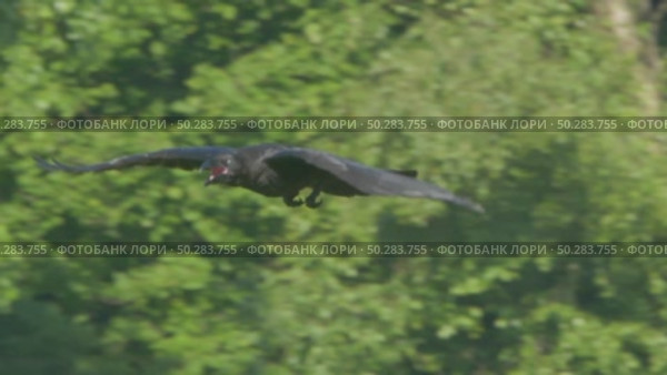 Чёрный ворон в полете. Corvus corax. Стоковое видео, видеограф Дмитрий Якубович / Фотобанк Лори
