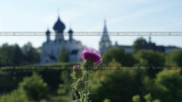 Чертополох. Стоковое фото, фотограф Алексей Мохирев / Фотобанк Лори