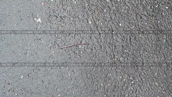 Червяк ползет по асфальту. Стоковое видео, видеограф Валерий Иванович Клейменов / Фотобанк Лори