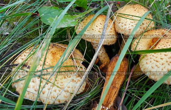 Чешуйчатка обыкновенная (Pholiota squarrosa), королевские опята. Стоковое фото, фотограф Татьяна Бакуменко / Фотобанк Лори