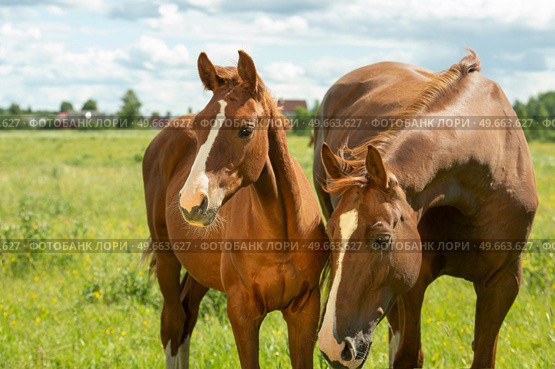 chestnut  brood mare posing in meadow with her foal.  sunny summer day. Стоковое фото, агентство Ingram Publishing / Фотобанк Лори