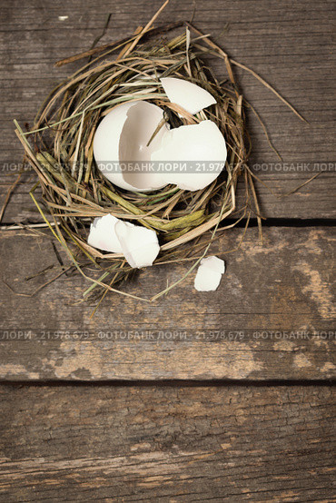 chick in a nest. Стоковое фото, фотограф Типляшина Евгения / Фотобанк Лори