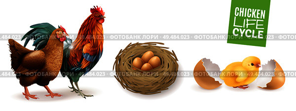 Chicken life cycle realistic horizontal set  with hen rooster fertile eggs and newly hatched chick vector illustration. Стоковая иллюстрация, агентство Ingram Publishing / Фотобанк Лори