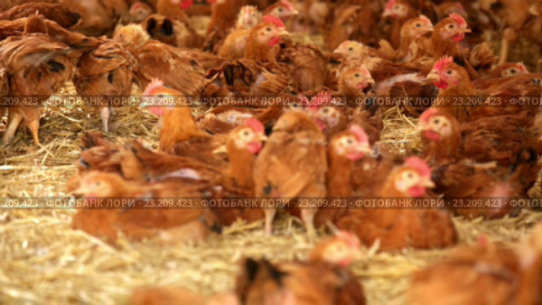 chickens on poultry farm. Стоковое видео, видеограф Яков Филимонов / Фотобанк Лори