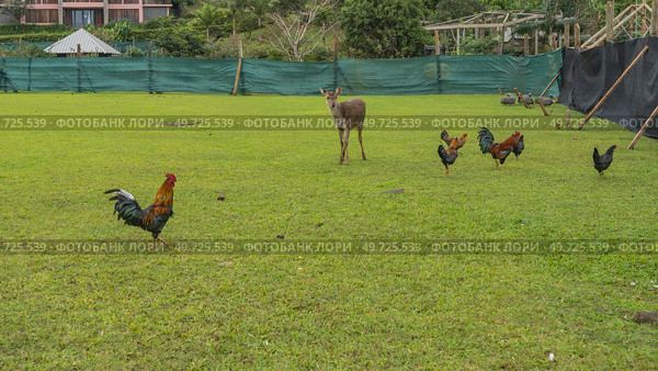 Chickens, roosters, guinea fowls are walking on the green lawn in the aviary. A beautiful deer Rusa Cervus timorensis stands looking at the camera. Mauritius. La Vallée Des Couleurs Nature Park. Стоковое фото, фотограф Вера Ивановна Кубарева / Фотобанк Лори