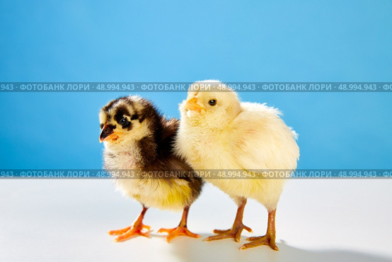 chicks couple yellow and black on table with blue background. Стоковое фото, агентство Ingram Publishing / Фотобанк Лори