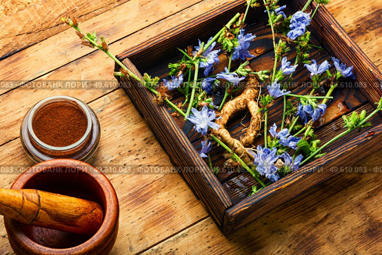 Chicory root and chicory flowers on rustic wooden background.Wild plant in alternative medicine.Cichorium intybus. Chicory in herbal medicine,homeopathic herbs. Стоковое фото, агентство Ingram Publishing / Фотобанк Лори