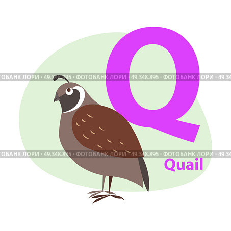 Children ABC with cute animal cartoon vector. English letter Q with funny quail flat illustration isolated on white background. Zoo alphabet with bird and caption for preschool education, kids books. Zoo ABC Letter with Cute Quail Cartoon Vector. Zoo ABC Letter with Cute Quail Cartoon Vector. Стоковая иллюстрация, агентство Ingram Publishing / Фотобанк Лори