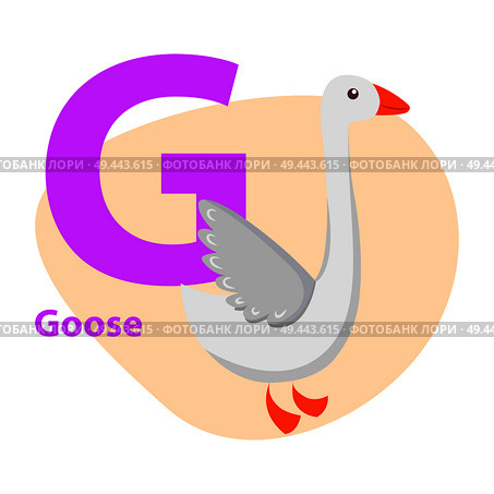 Children ABC with cute animal cartoon vector. English letter G with funny goose flat illustration isolated on white background. Zoo alphabet with domestic bird for preschool education, kid book. Zoo ABC Letter with Cute goose Cartoon Vector. Стоковая иллюстрация, агентство Ingram Publishing / Фотобанк Лори