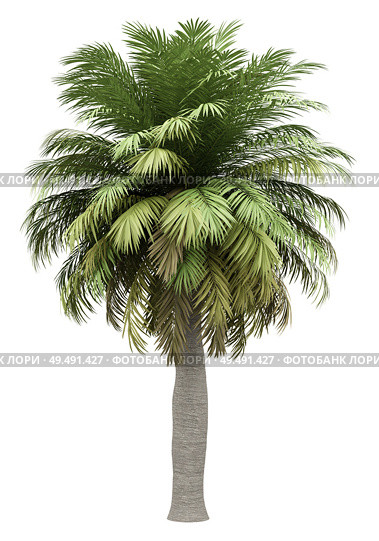 chilean wine palm tree isolated on white background. 3d illustration. Стоковое фото, агентство Ingram Publishing / Фотобанк Лори
