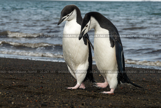 Chinstrap Penguin on the beach. Стоковое фото, фотограф Vladimir / Фотобанк Лори