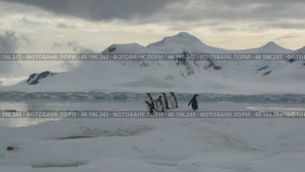 Chinstrap Penguins on the beach in Antarctica ready to go to water. Стоковое видео, видеограф Vladimir / Фотобанк Лори