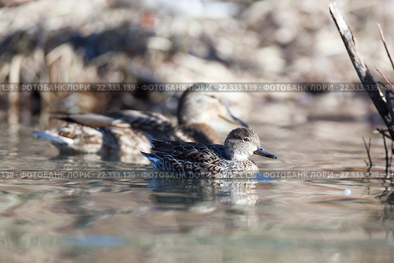 Чирок-свистунок. Common Teal (Anas crecca) Стоковое фото, фотограф Василий Вишневский / Фотобанк Лори