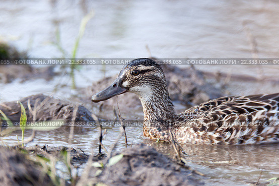 Чирок-трескунок. Garganey (Anas querquedula). Стоковое фото, фотограф Василий Вишневский / Фотобанк Лори