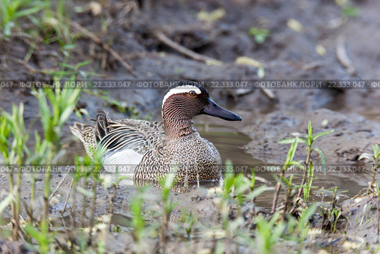 Чирок-трескунок. Garganey (Anas querquedula). Стоковое фото, фотограф Василий Вишневский / Фотобанк Лори