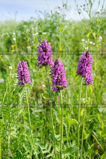 Чистец лекарственный, или Буквица лекарственная (лат. Stachys  officinalis) Стоковое фото, фотограф Ольга Пашкова / Фотобанк Лори