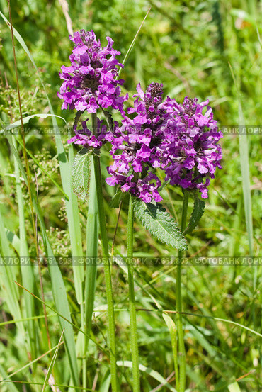 Чистец лекарственный, или Буквица лекарственная (лат. Stachys officinalis) Стоковое фото, фотограф Ольга Пашкова / Фотобанк Лори