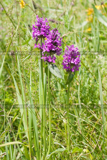 Чистец лекарственный, или Буквица лекарственная (лат. Stachys officinalis) Стоковое фото, фотограф Ольга Пашкова / Фотобанк Лори
