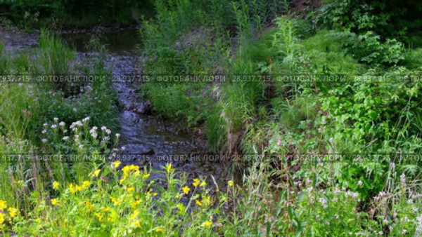 Чистотел у ручья, парк Ергаки в Саянах / Chelidonium majus flowers on the bank of Oresh brook (2018 год). Редакционное видео, видеограф Сергей Пристяжнюк (Serg Zastavkin) / Фотобанк Лори