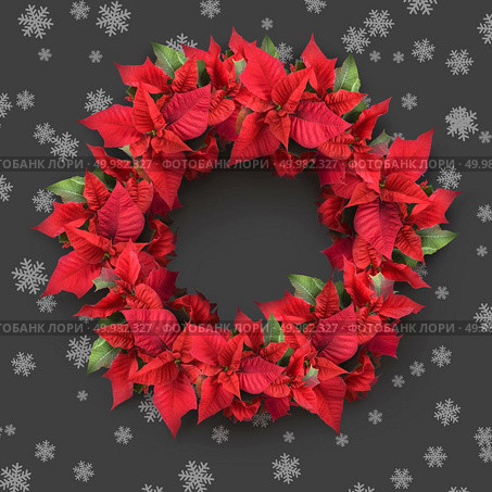 christmas wreath from poinsettia on grey background with snowflakes. christmas wreath from poinsettia. Стоковое фото, агентство Ingram Publishing / Фотобанк Лори