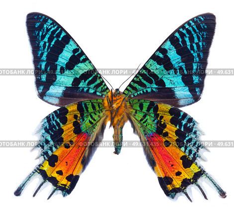 chrysiridia rhipheus butterfly isolated on white background. chrysiridia rhipheus butterfly. Стоковое фото, агентство Ingram Publishing / Фотобанк Лори