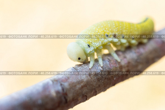 Cimbex femoratus birch Sawfly caterpillars. Стоковое фото, фотограф Корнеев Вячеслав / Фотобанк Лори