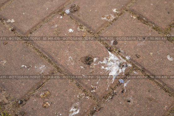 City sidewalk stained with bird droppings. Стоковое фото, фотограф Алёна Золотухина / Фотобанк Лори