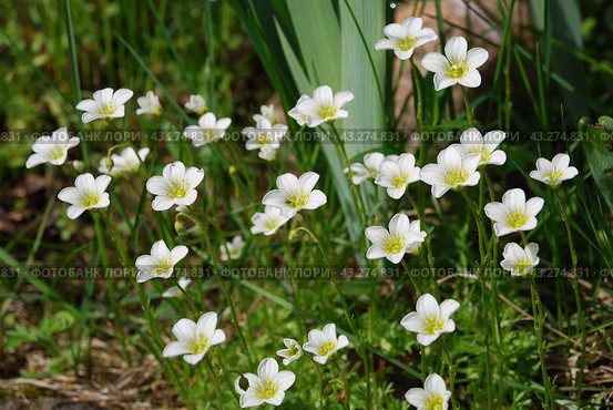 Claytonia small white flowers in a flower bed. Стоковое фото, фотограф Andrew_Swarga / Фотобанк Лори