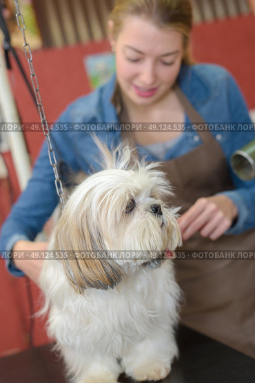 cleaning a dog. Стоковое фото, агентство Ingram Publishing / Фотобанк Лори