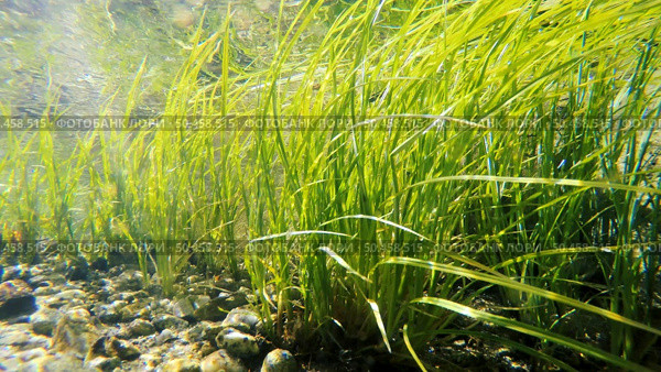 Clear shallow stream with underwater weed gently swaying. Стоковое фото, агентство Ingram Publishing / Фотобанк Лори