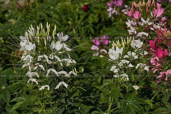 Cleome blooms in the garden. Cleome (lat. Cleome) is a genus of annual or biennial plants of the Cleomaceae family. Стоковое фото, фотограф Андрей Жигальцов / Фотобанк Лори