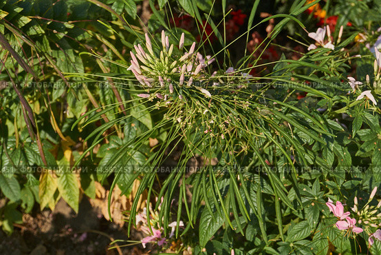 Cleome blooms in the garden. Cleome (lat. Cleome) is a genus of annual or biennial plants of the Cleomaceae family. Стоковое фото, фотограф Андрей Жигальцов / Фотобанк Лори