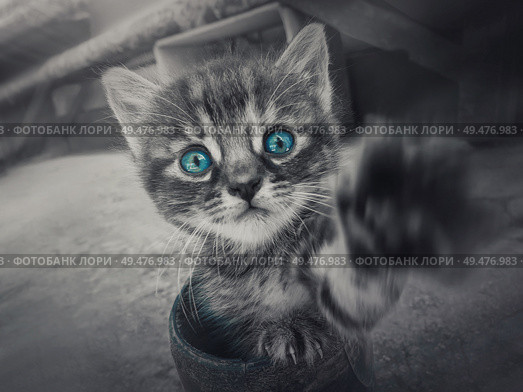 Close up black and white portrait of a cute little striped kitten with the pow outstretched to camera looking curious with the blue eyes selective color effect. Стоковое фото, агентство Ingram Publishing / Фотобанк Лори