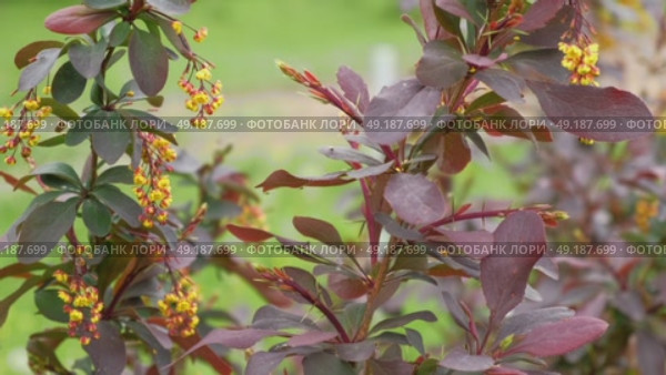 Close-up blooming barberry branch. Yellow flowers purple leaves. Perfect nature background for cinematic intros, beauty brands. Digital decor for hotels. Slow luxury atmosphere. Lively aesthetic. 4K. Стоковое видео, видеограф Марина Демидюк / Фотобанк Лори