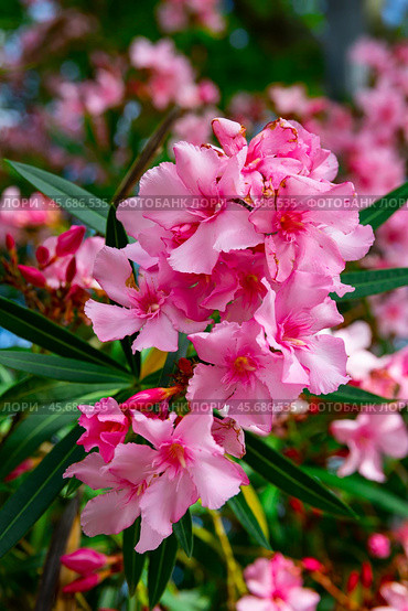 Close-up blossoming of oleander flowers in the spring. Стоковое фото, фотограф Яков Филимонов / Фотобанк Лори